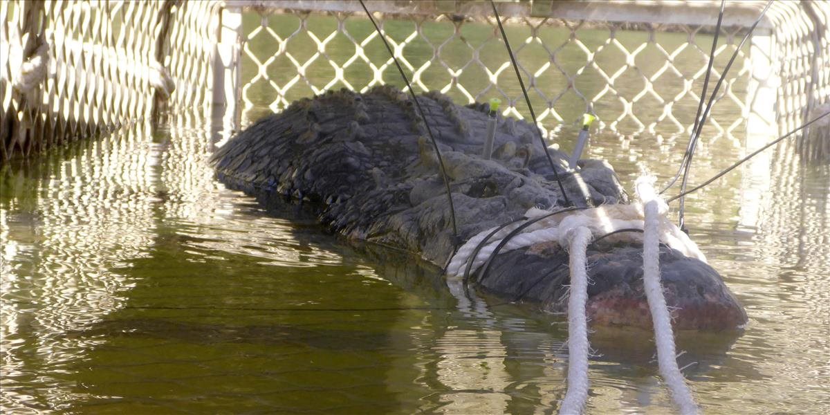 V Austrálii chytili legendárneho krokodíla, ktorý unikal desať rokov