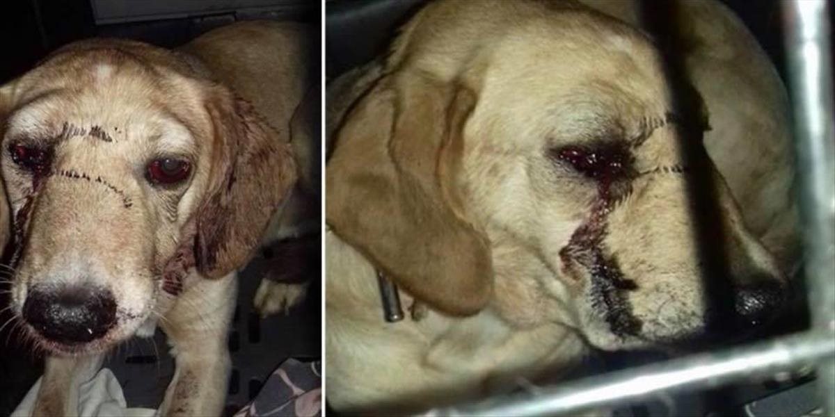 Polícia obvinila Žilinčana, ktorý chcel psa na smrť umlátiť lopatou