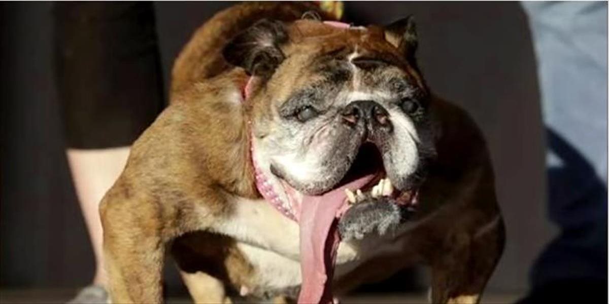 Najškaredší pes na svete zahynul niekoľko týždňov po zisku titulu