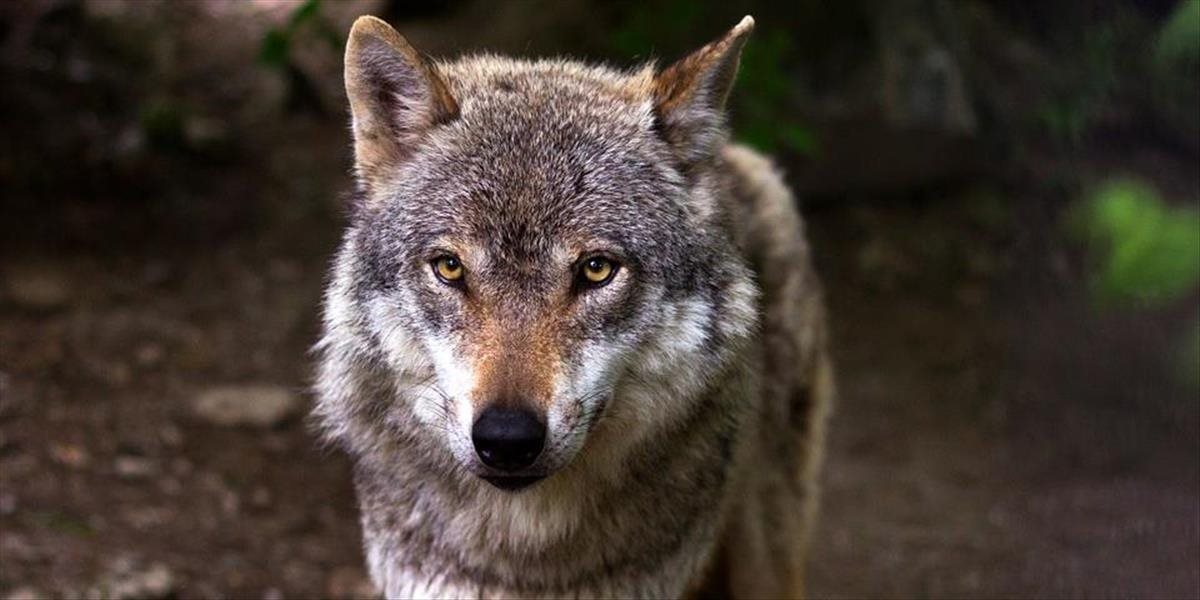 FOTO Vlk kruto doplatil na ľudskú nezodpovednosť: Zachránili ho traja muži