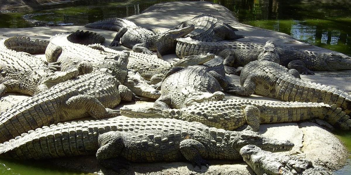 Nahnevaní obyvatelia zabili na farme 292 krokodílov