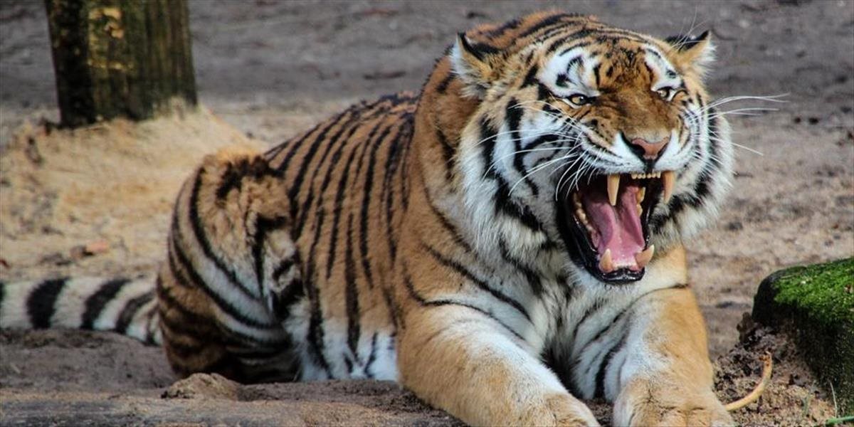Panika v Česku: V Bioparku Štít utiekli z klietok tigre a lev