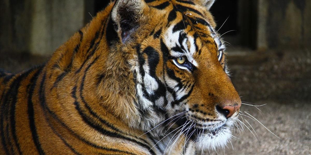 V Zooparku pri Prahe údajne dochádzalo k zabíjaniu tigrov