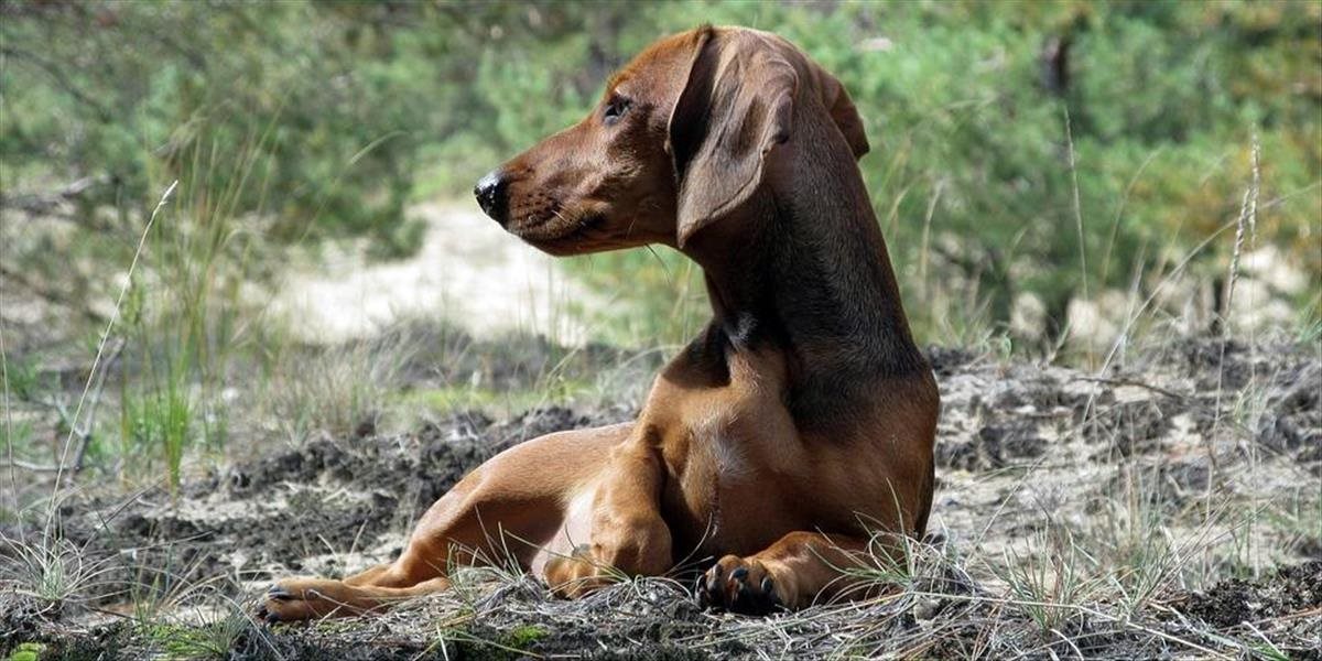 FOTO Jazvečík - dobrodruh: Hrdinský psík utiekol z lietadla a v púšti prežil takmer týždeň!
