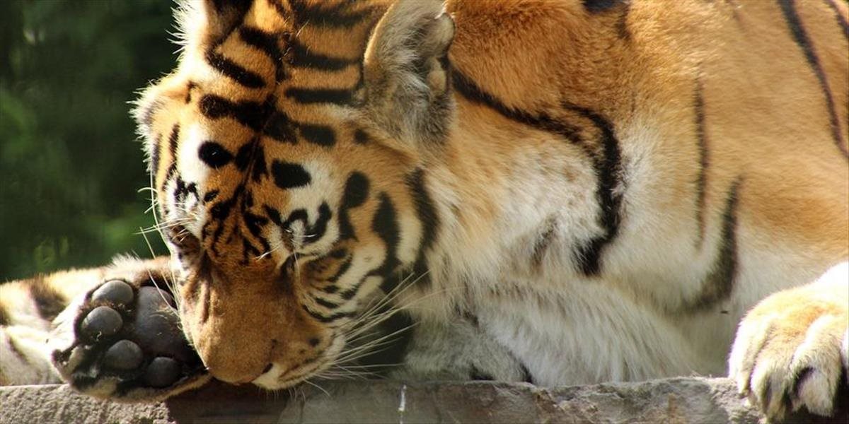 Česká polícia zatkla troch mužov podozrivých zo zabitia tigrov