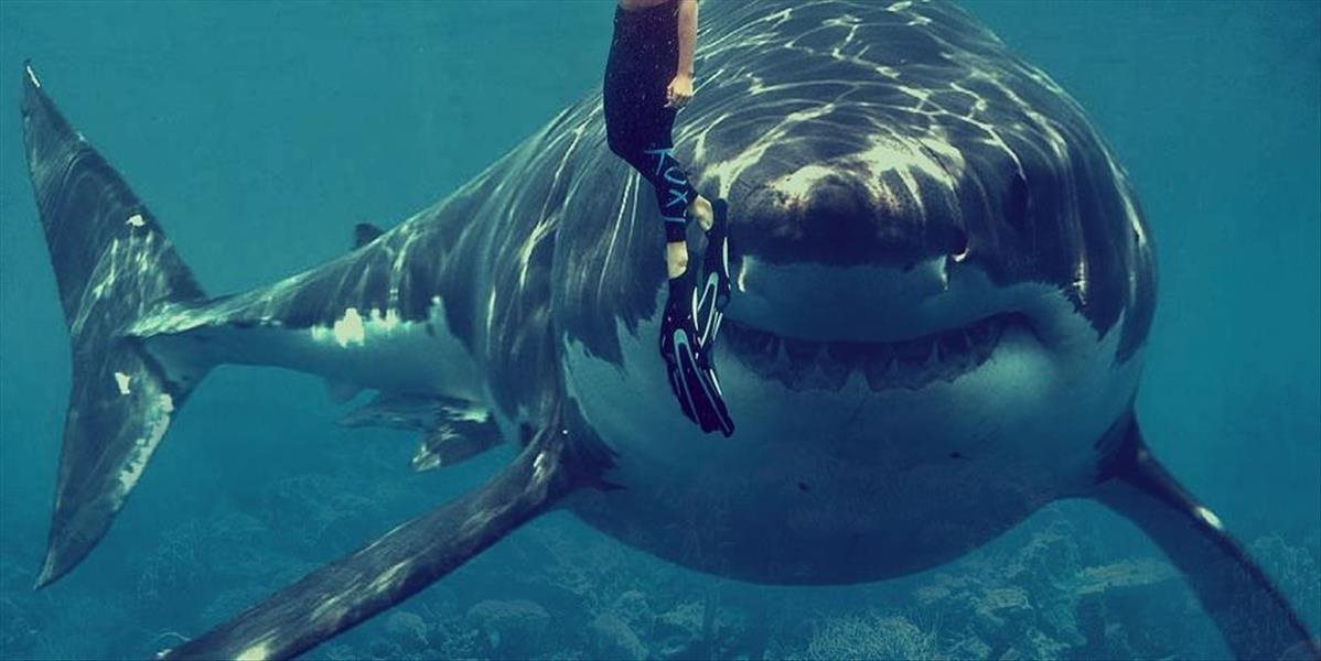 Pri pobreží New Yorku po 70 rokoch začali opäť útočiť žraloky