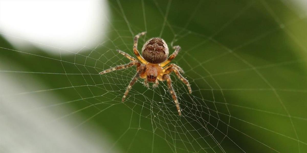 Na Slovensku žije takmer tisíc druhov pavúkov, prezrádza to nová kniha SAV