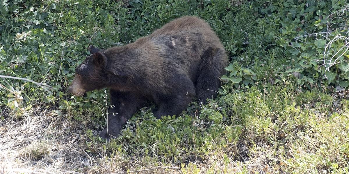 Medvede poničili hroby na cintoríne na Kamčatke, zjavne hľadali jedlo