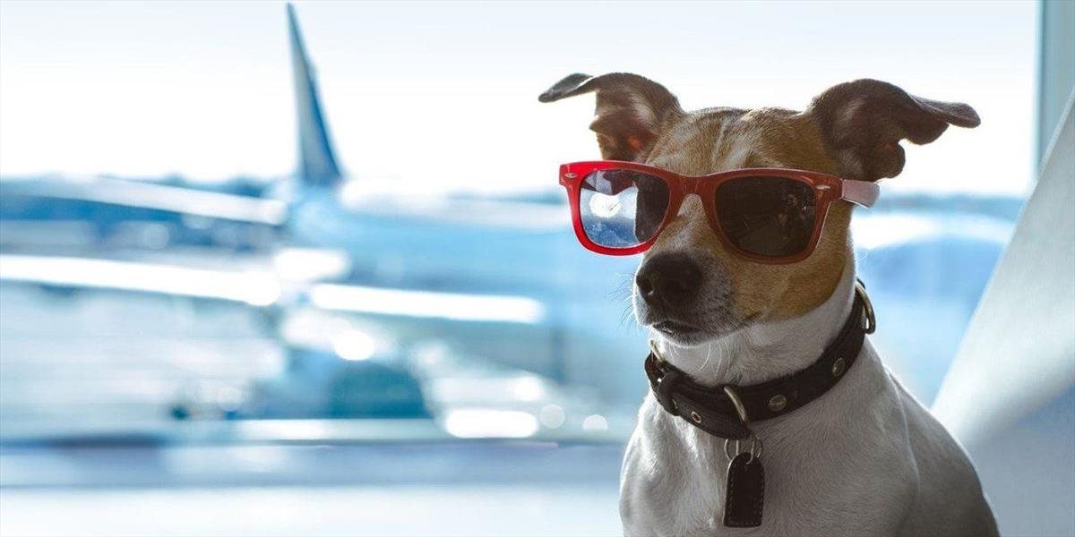 Pes sa postaral o núdzové pristátie lietadla: Rozhodol sa, že za jazdy vystúpi!