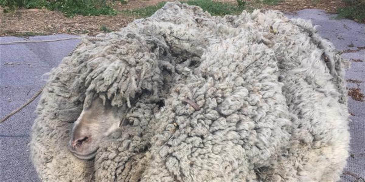 V Austrálii sa zatúlala ovca. Keď ju chytili, vyzerala ako hipík. Neuveríte, koľko vlny z nej ostrihali