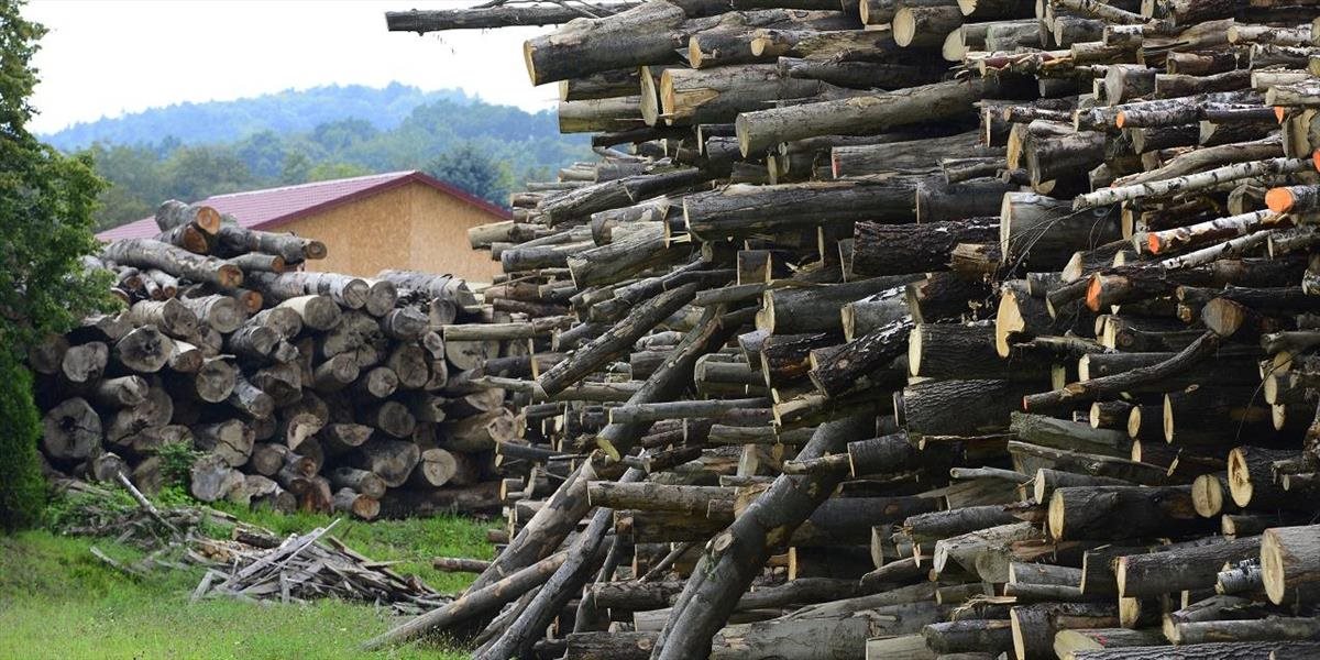 Vývoz surového dreva zo SR vlani medziročne klesol o 17,7 %