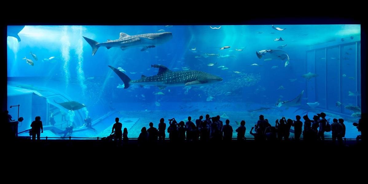 Z akvária v San Antoniu ukradli v detskom kočíku žraloka