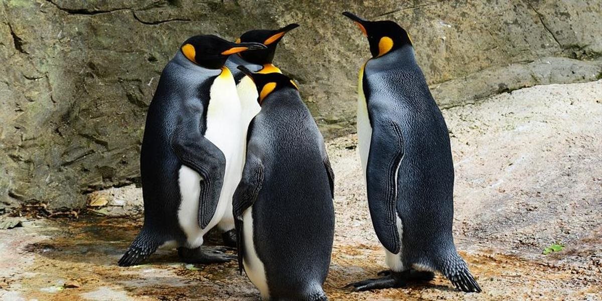 Najväčšia kolónia tučniaka veľkého sa zredukovala o 90 percent: Na tento desivý jav však nemáme jasné vysvetlenie