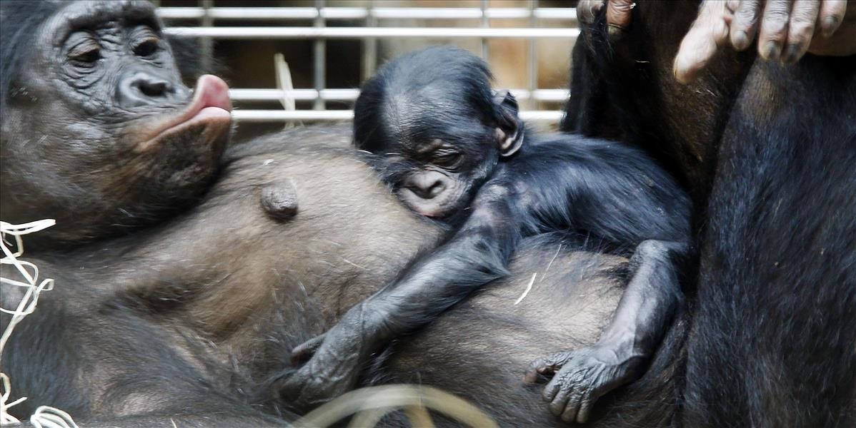 Šimpanzy dostávajú počas teplých dní v bratislavskej zoo aj vychladený melón