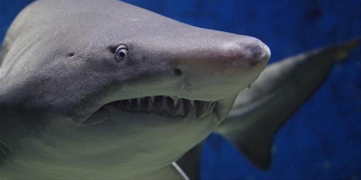 Hororová dovolenka v Egypte: Českého turistu zabil žralok!