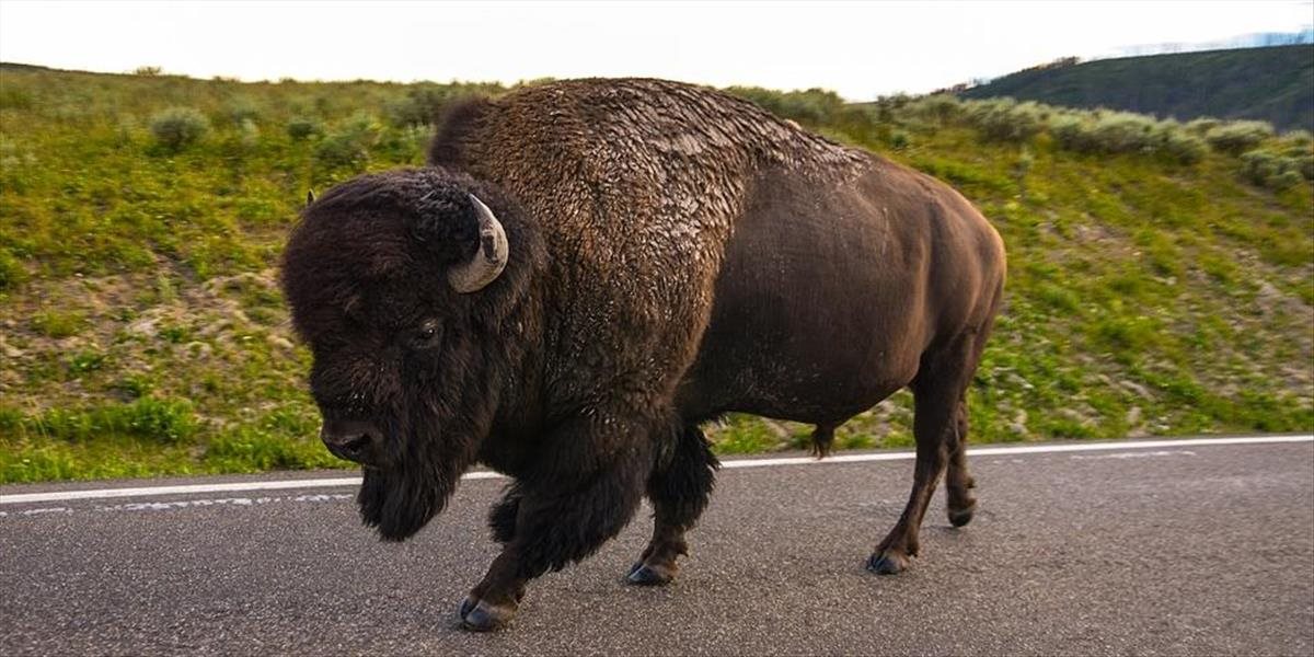 VIDEO Tento človek nemá pud sebazáchovy! Pozrite sa, čo si dovolil turista v Yellowstone voči gigantickému bizónovi!