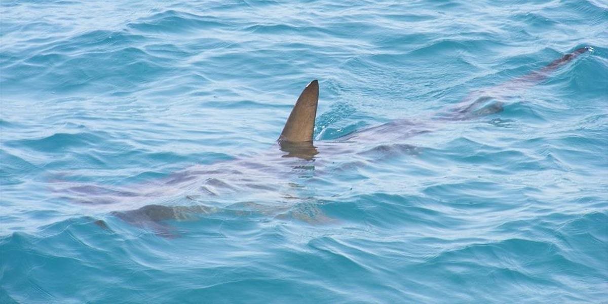 Čech, ktorého v Egypte zabil žralok, skočil z móla a zviera ho hneď napadlo