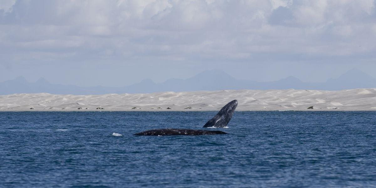 Pri mexickom ostrove uviazla 18-metrová veľryba, podarilo sa ju zachrániť