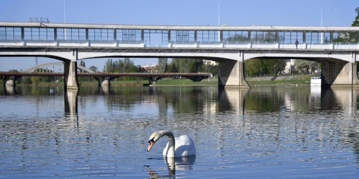 Kolonádový most v Piešťanoch zaplavili podenky, pomohlo by, ak by svietil načerveno