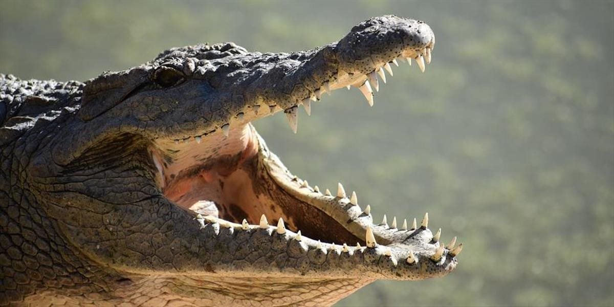 VIDEO Farmár na svojom pozemku našiel krokodíla chrániaceho vajíčka: Chcel ho obísť, no dopadlo to nešťastne!