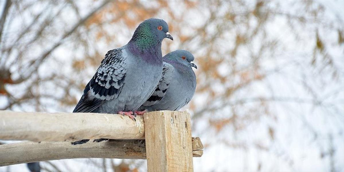 Muž chcel vo Svidníku ukradnúť holuby, tie následne uhynuli
