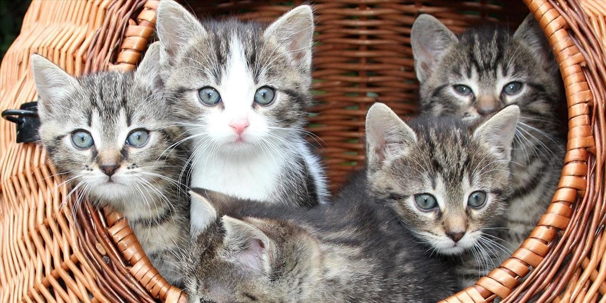 Práca snov pre milovníkov zvierat: V Grécku hľadajú niekoho, kto sa postará o 55 mačiek!