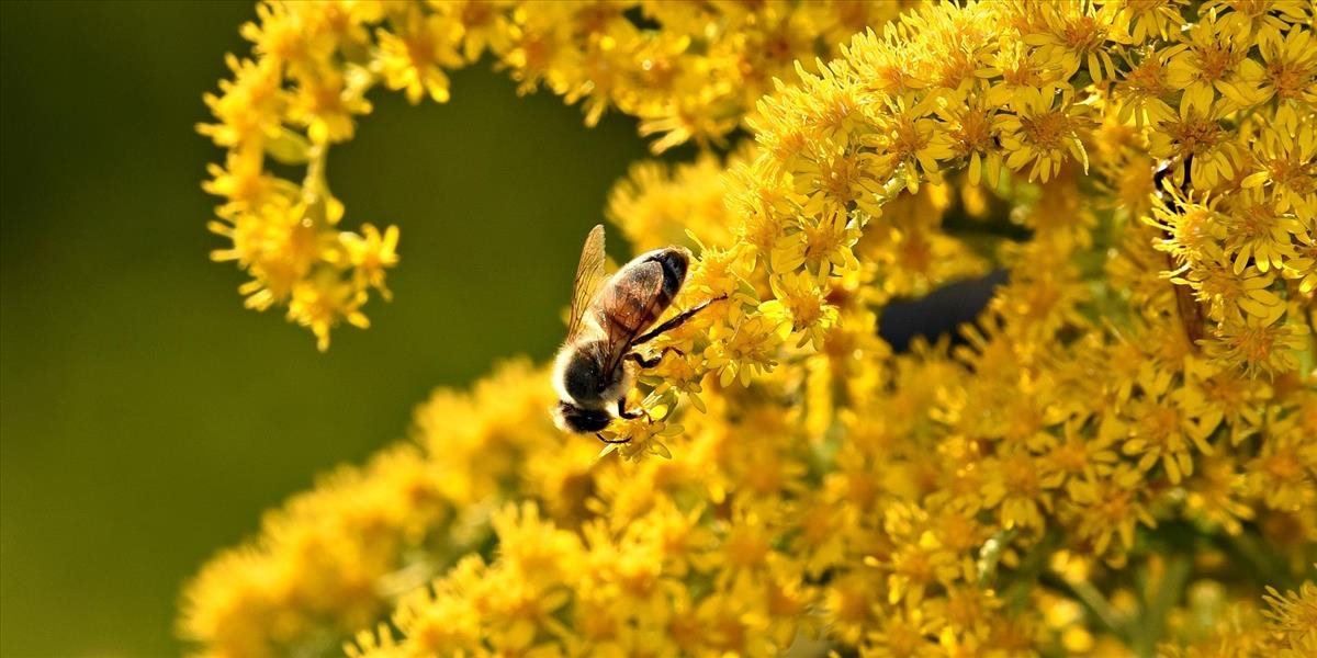 Alergikov bude naďalej trápiť najmä peľ invazívnych rastlín