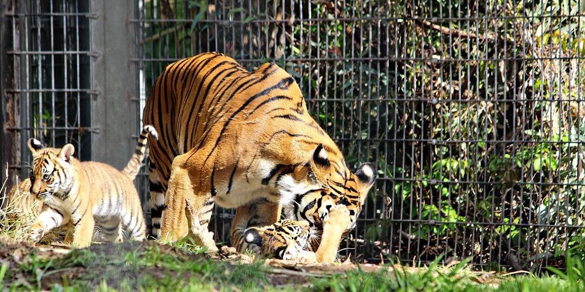 Berlínska zoo oslavuje narodenie štyroch tigríčat ohrozeného druhu