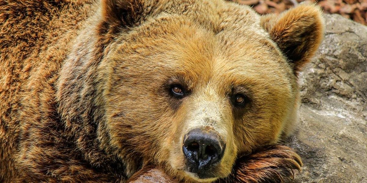 V Yellowstonskom národnom parku zaútočila na chlapca samica medveďa grizlyho