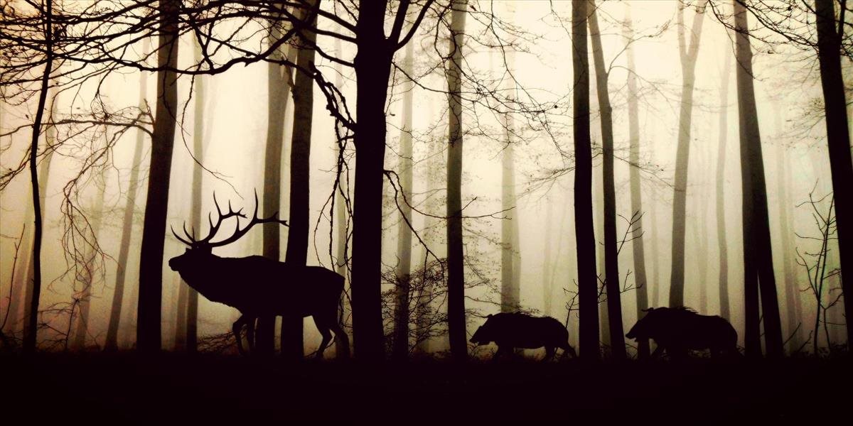 Lesy SR zverejnili aktuálnu ponuku poľovných revírov na odstrel zveri
