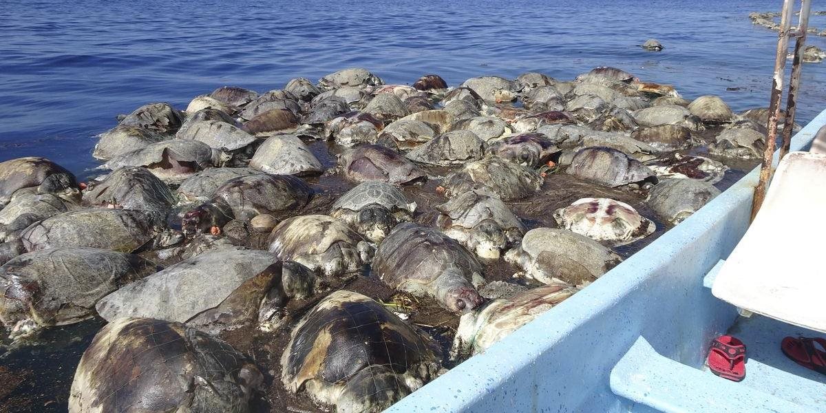 Na pláži v Mexiku našli vyše 300 uhynutých vzácnych korytnačiek