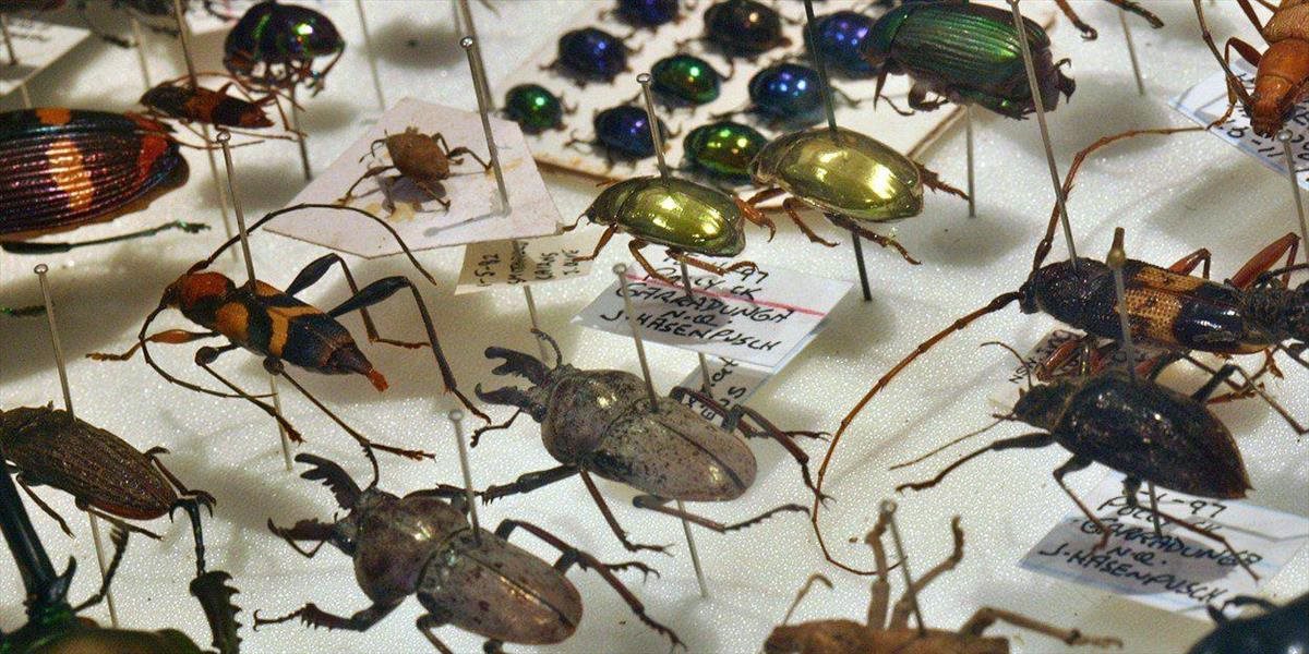 Zlodeji v USA ukradli vzácne exempláre hmyzu a plazov za 40-tisíc dolárov