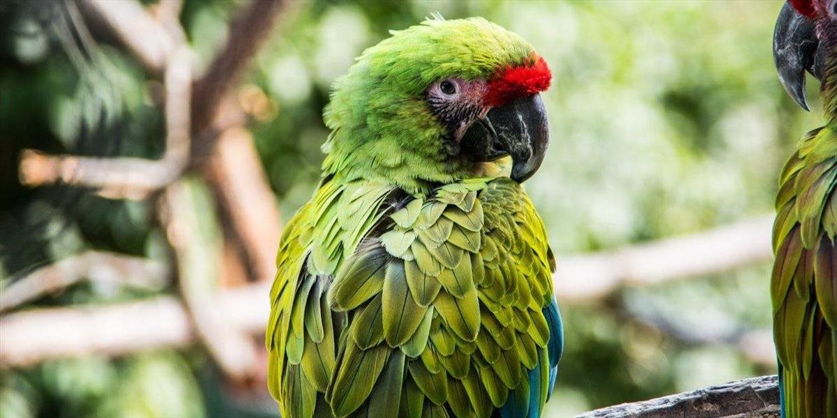 Papagáje sú oveľa múdrejšie, ako sme si mysleli: Štúdia ukázala, že dokážu robiť ekonomické rozhodnutia!