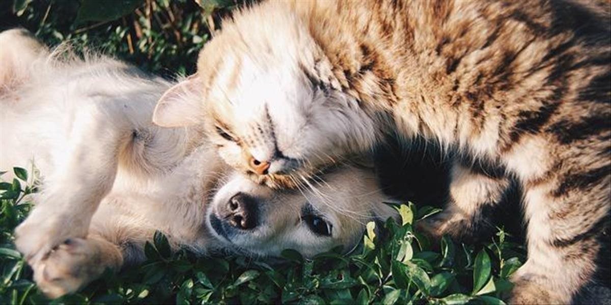 Zviera už nie je vecou: Psa bez čipu veterinár nesmie ošetriť