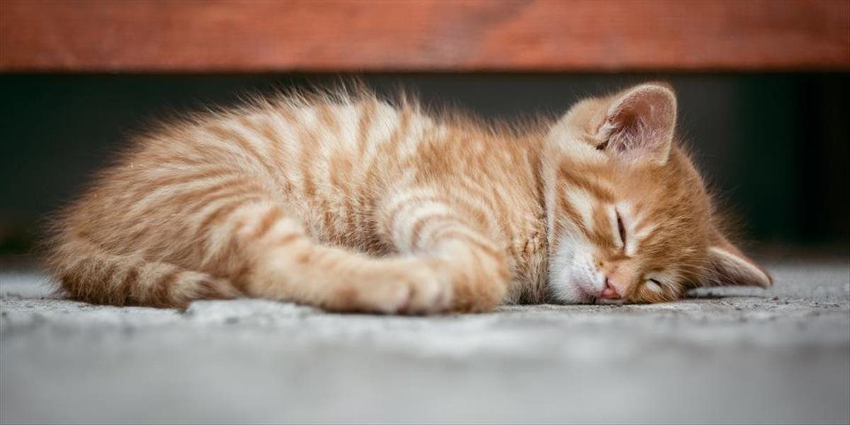 Mačky majú skutočne deväť životov: Neuveríte, čo sa podarilo prežiť austrálskemu mačiatku!