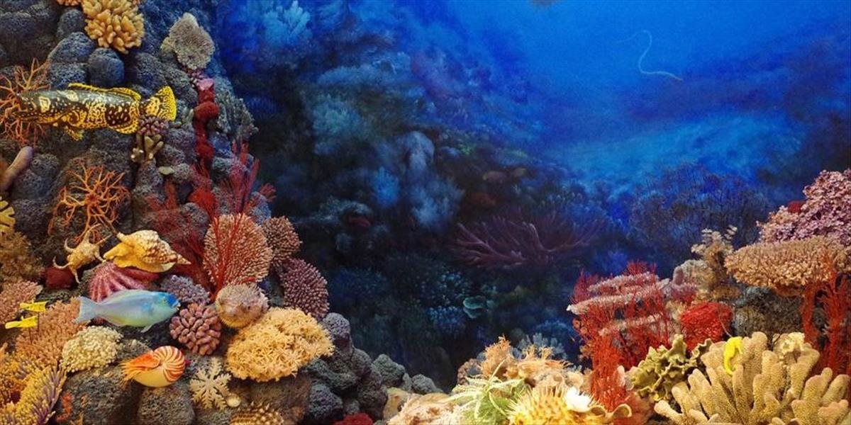 Dobrá správa! Veľká koralová bariéra sa podľa odborníkov pomaly regeneruje