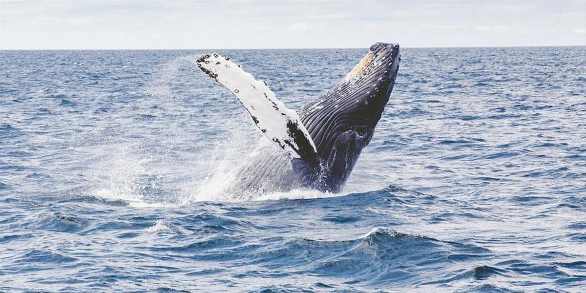 Veľrybárska komisia zamietla návrh Brazílie na chránenú oblasť v Atlantiku