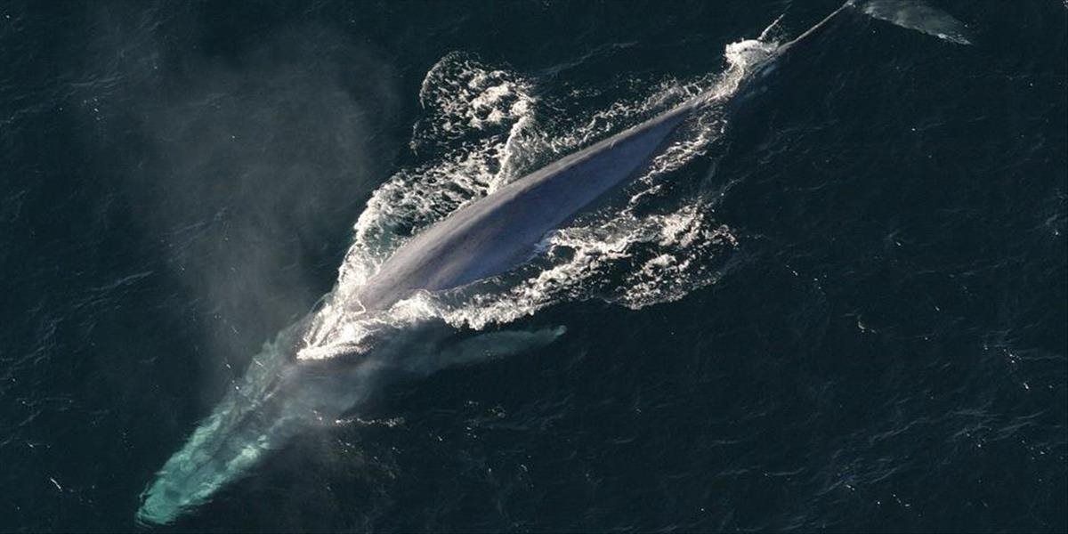 Veľrybárska komisia obnovila kvóty na lov veľrýb pre domorodých obyvateľov