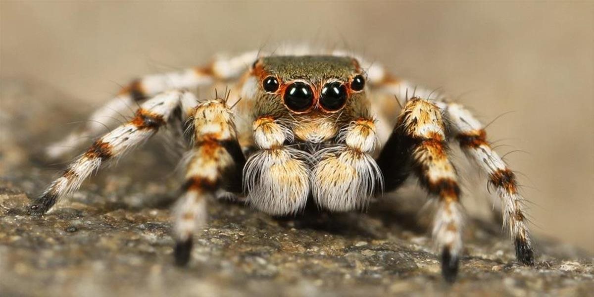 Nič pre ľudí s arachnofóbiou: Z filadelfského múzea zmizlo 7-tisíc živých pavúkov!