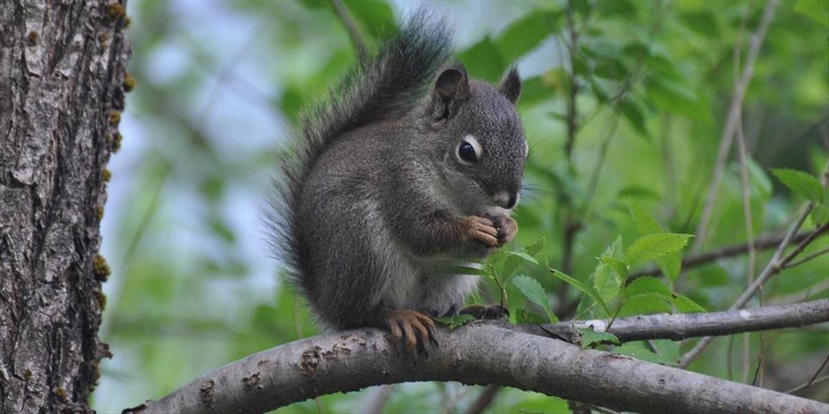 FOTO Päť veveričiek sa chvostami zaplietlo tak, že to skoro neprežili: Mohol za to plastový odpad