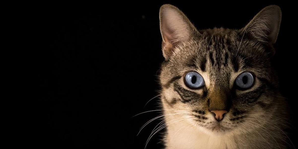 FOTO Mačka z nočnej vychádzky prieniesla netradičný úlovok: Našla tašku plnú kokaínu a heroínu!