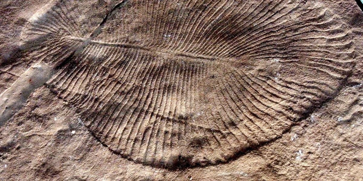 Vedci identifikovali najstaršieho živočícha na Zemi