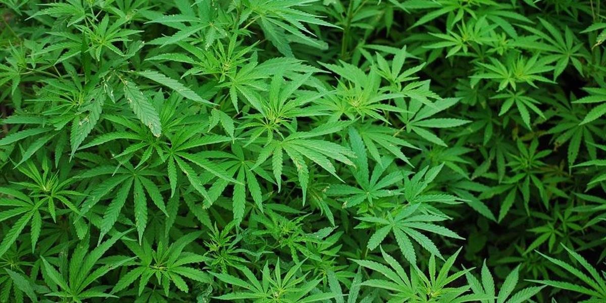 Kriminalisti našli v dome pri Komárne sadenice marihuany