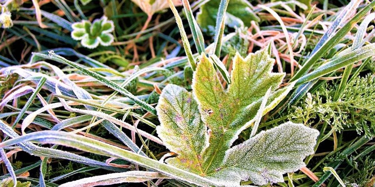 Záhradkári, pozor! Meteorológovia varujú pred prízemným mrazom na celom Slovensku