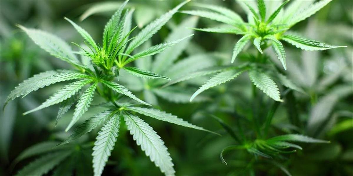 Polícia poskytla 100 kilogramov zhabanej marihuany na výskum