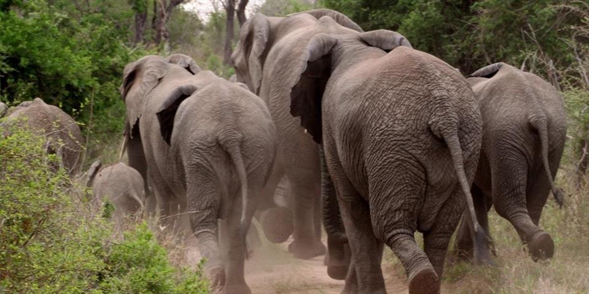 V Zimbabwe zahynula nemecká turistka: V národnom parku ju udupali slony