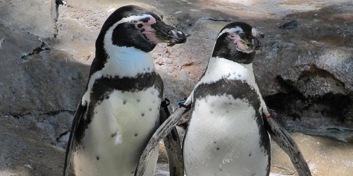 VIDEO Anglická ZOO nalákala návštevníkov na tučniaky: Ľudia po príchode ostali zdesení