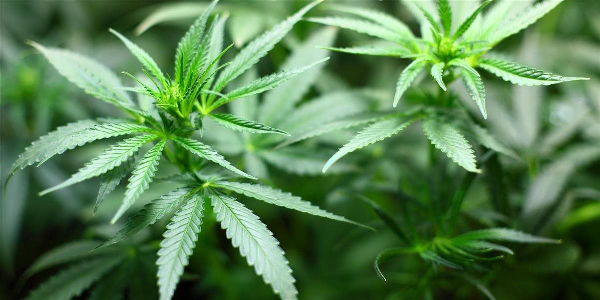 Kanada sa o týždeň stane najväčšou krajinou s legálnym predajom marihuany