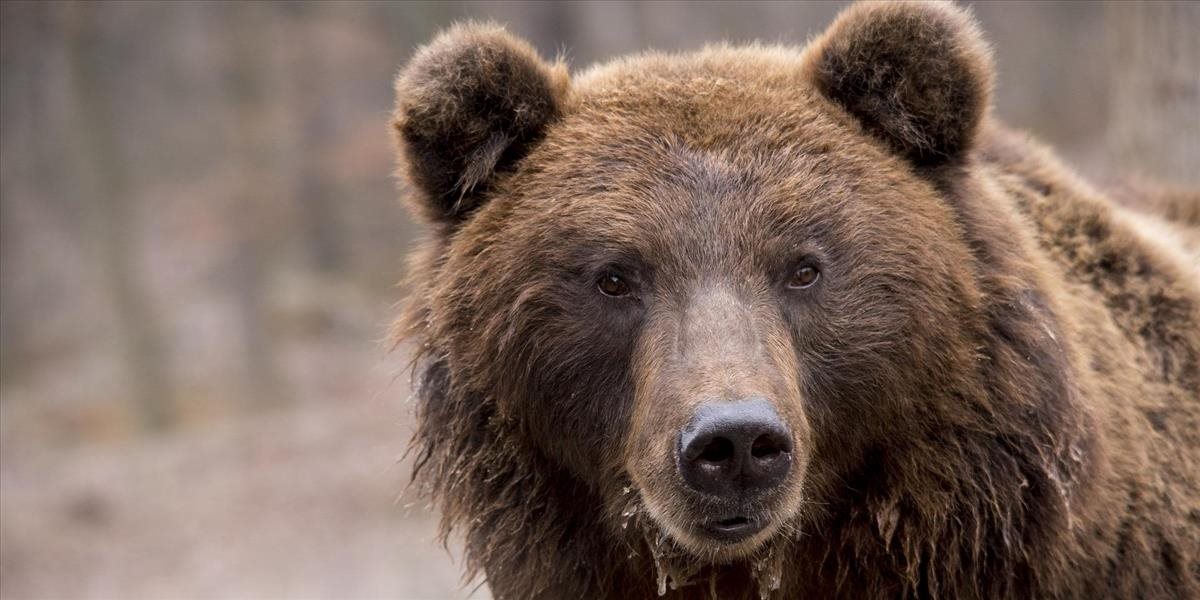 Muža na Orave napadol medveď, utrpel mnohopočetné hryzné poranenia