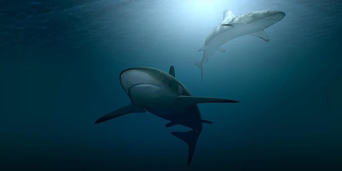 VIDEO Veľmi zlé rozhodnutie: Chcela si skrátiť cestu, spadla medzi hladných žralokov!